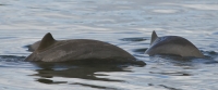 Snubfin dolphin in Kikori region. Photo credit: Isabel Beasley/PBN