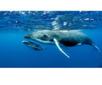 Mother and baby whale 