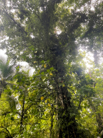Treating invasives in Kosrae