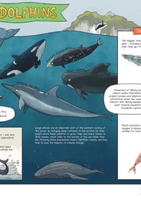 whales-dolphins-poster