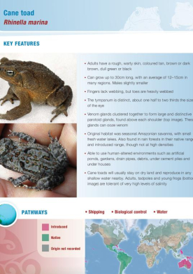 Cane-toad