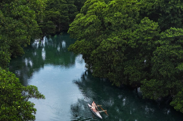 Mangroves in Savaii. 