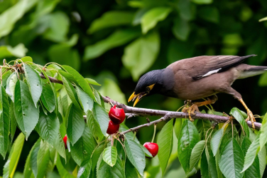 Myna birds
