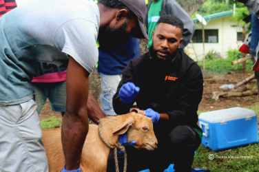 Tanna livestock work 