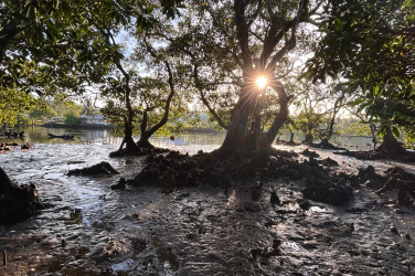 Samoa mangroves assessment