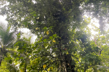Treating invasives in Kosrae
