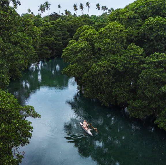 Mangroves in Savaii. 