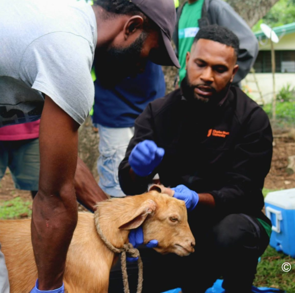 Tanna livestock work 