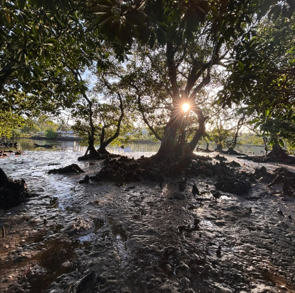 Samoa mangroves assessment