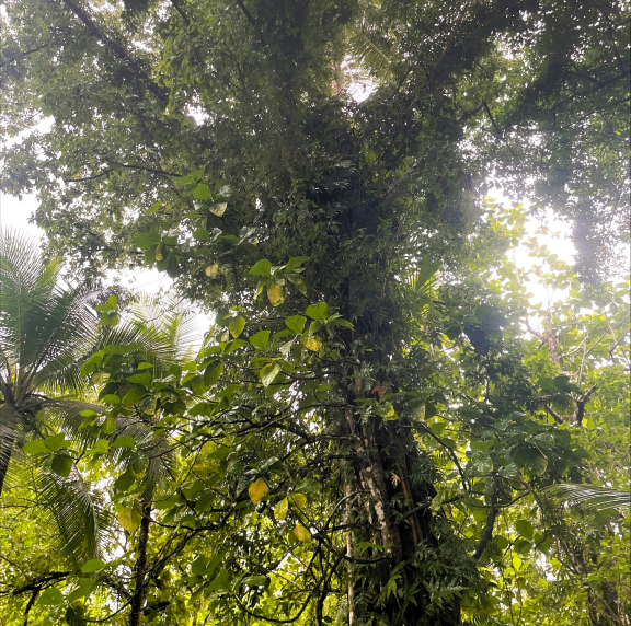 Treating invasives in Kosrae