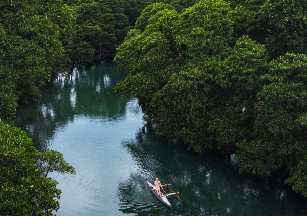 Mangroves in Savaii. 