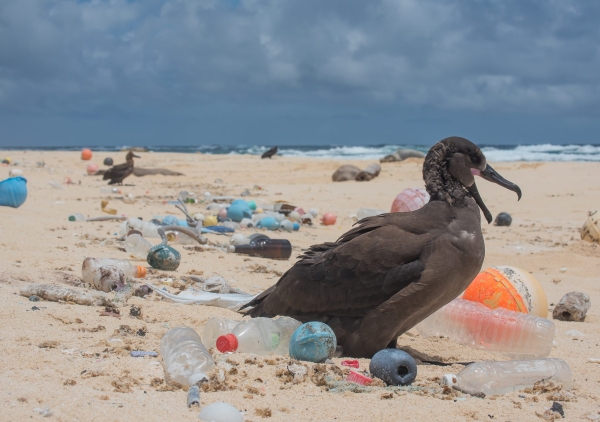 The plastic pollution problem in Samoa 