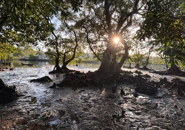 Samoa mangroves assessment