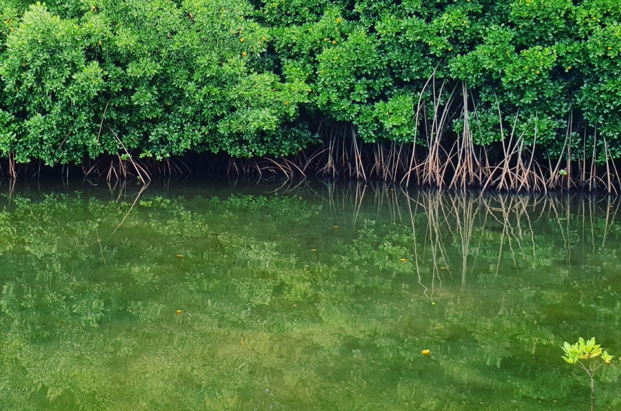 Mangroves in FSM. Photo: D.McFadzien