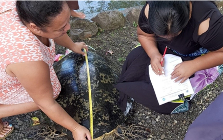 Ms Juney Ward (left) of SPREP and Ms Fimareti Selu (right) of Samoa’s Division of Environment and Conservation take detailed measurements of a turtle before it is tagged and released. This information will be transferred to TREDS and be available for future tracking.  Image credit: U.Roebeck/SPREP.