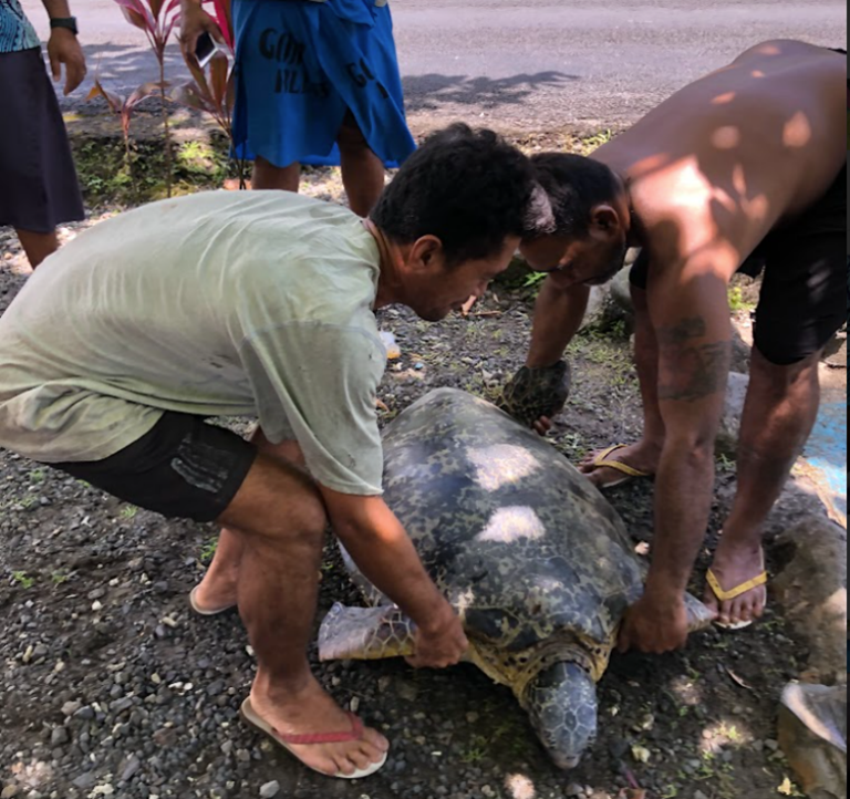 A rescued green turtle is carefully moved to a safe space in readiness for measuring and tagging at the village of Salelesi in Samoa. Image Credit: U.Roebeck/SPREP. 