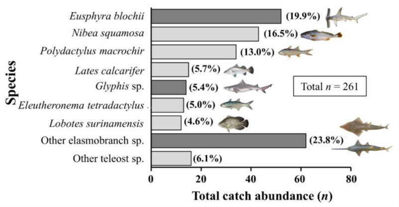 Image 2. Catch compostions of species caught in the fish maw fishery in the Kikori River region.