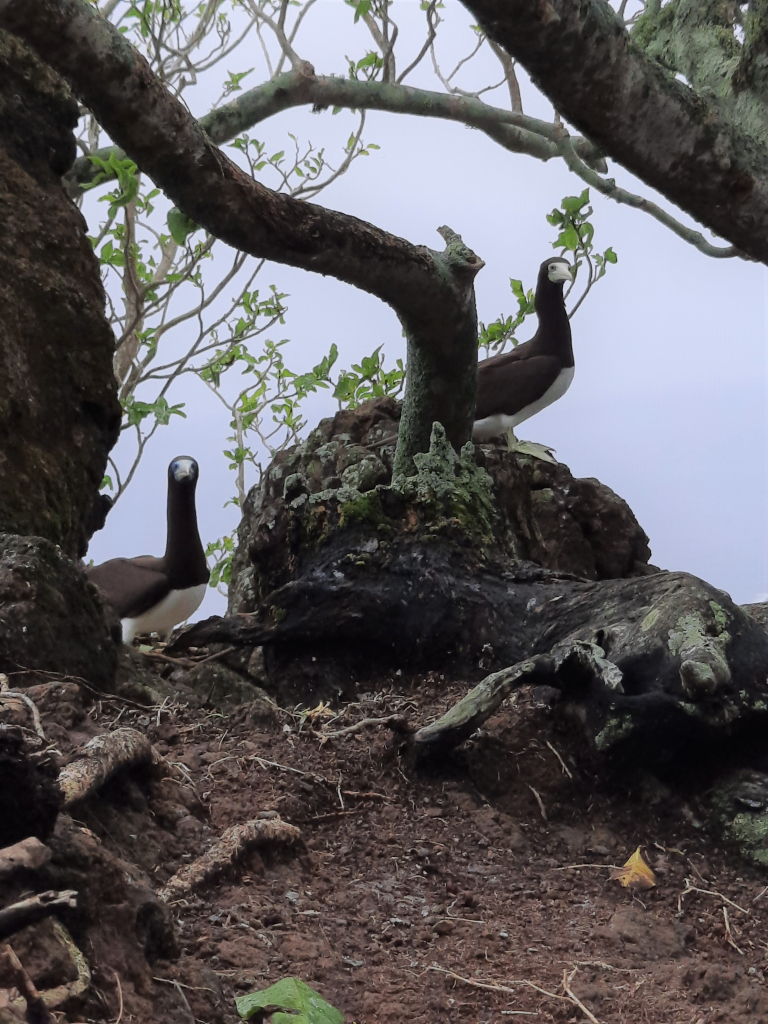 Brown booby on Nuutele island 