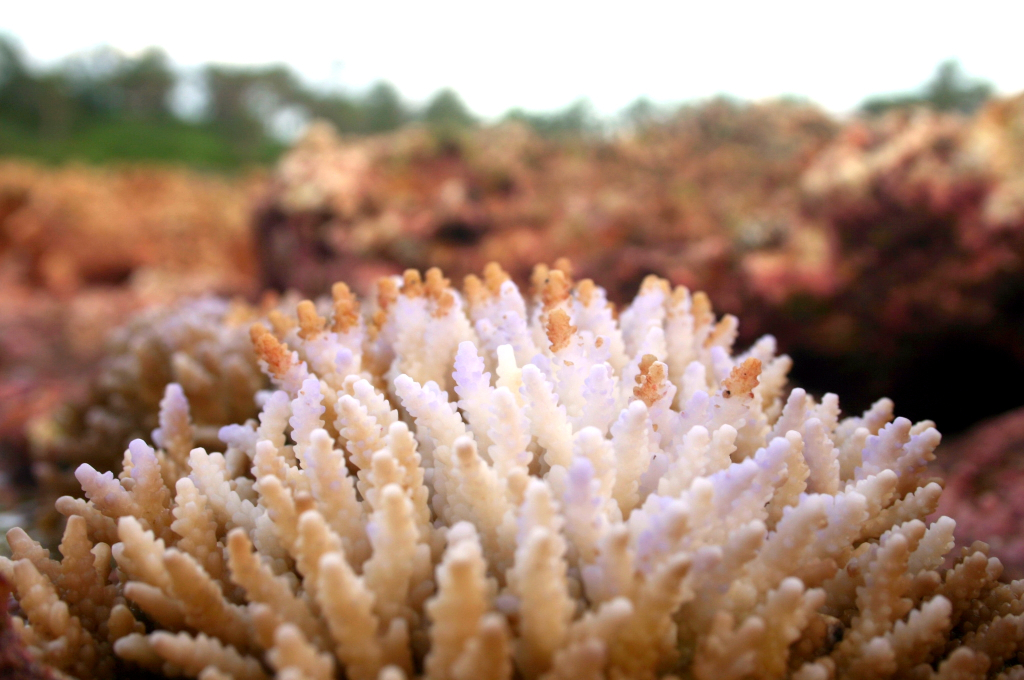 Loss and damage affects coral reefs 