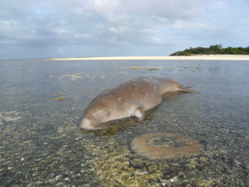 A dugong (Dugong dugong) stranded on a reef in New Caledonia. © Opération Cétacés