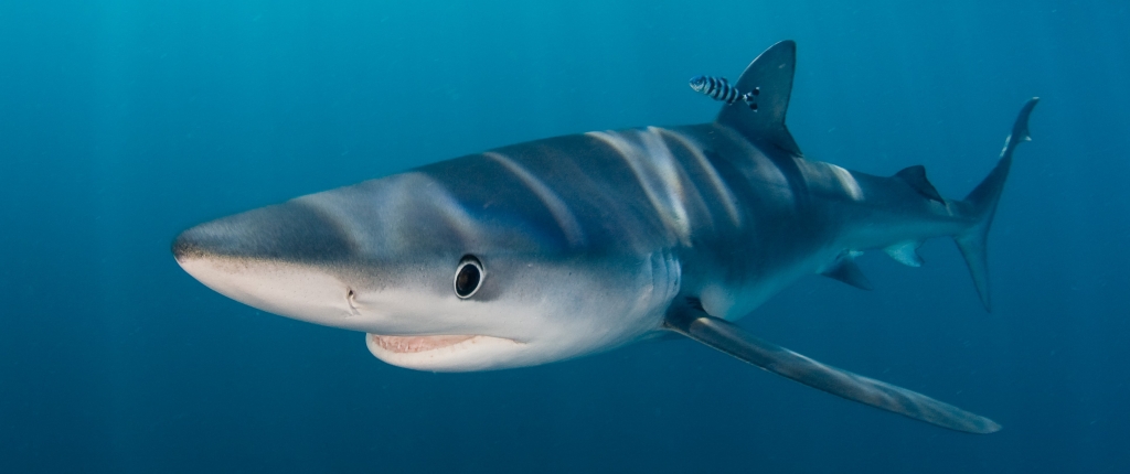 Sharks are one of the species groups covered by the Marine Species Programme. Blue shark: James Abernethy. 