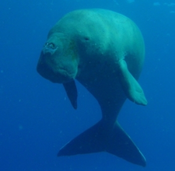 Dugong © Christina Shaw