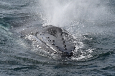 Humpback whale surfacing @ Hannah Hendriks