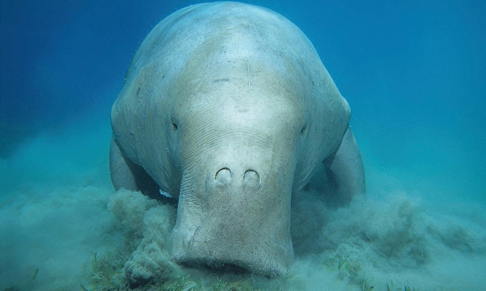 Dugong (Dugong dugong). © WWF, Andrey Nekrasov.