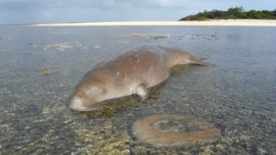 A dugong stranded on a reef in New Caledonia © Opération Cétacés