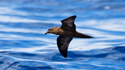 Fiji Petrel, Fiji © Hadoram Shirihai, Tubenoses Project