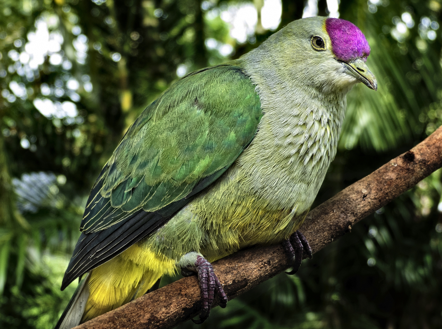 Crimson-crowned%20fruit%20dove_Ptilinopus%20porphyraceus.jpg