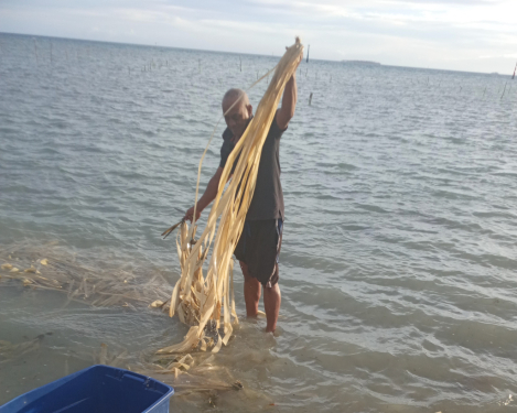 Soaking pandanus