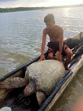 Turtle in canoe