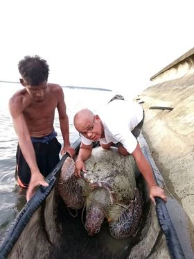 Turtle in canoe