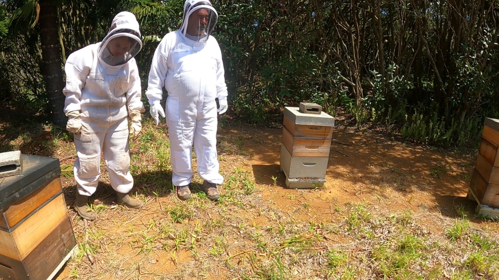 Dr Greg Shirley surveys sample beehives on Pitcairn