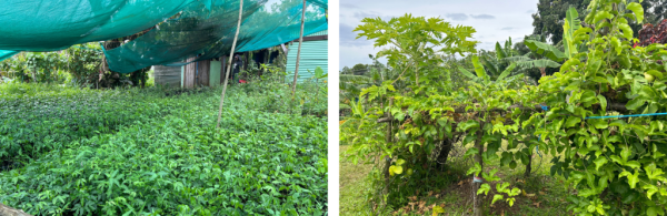 Sustainable watercress farming