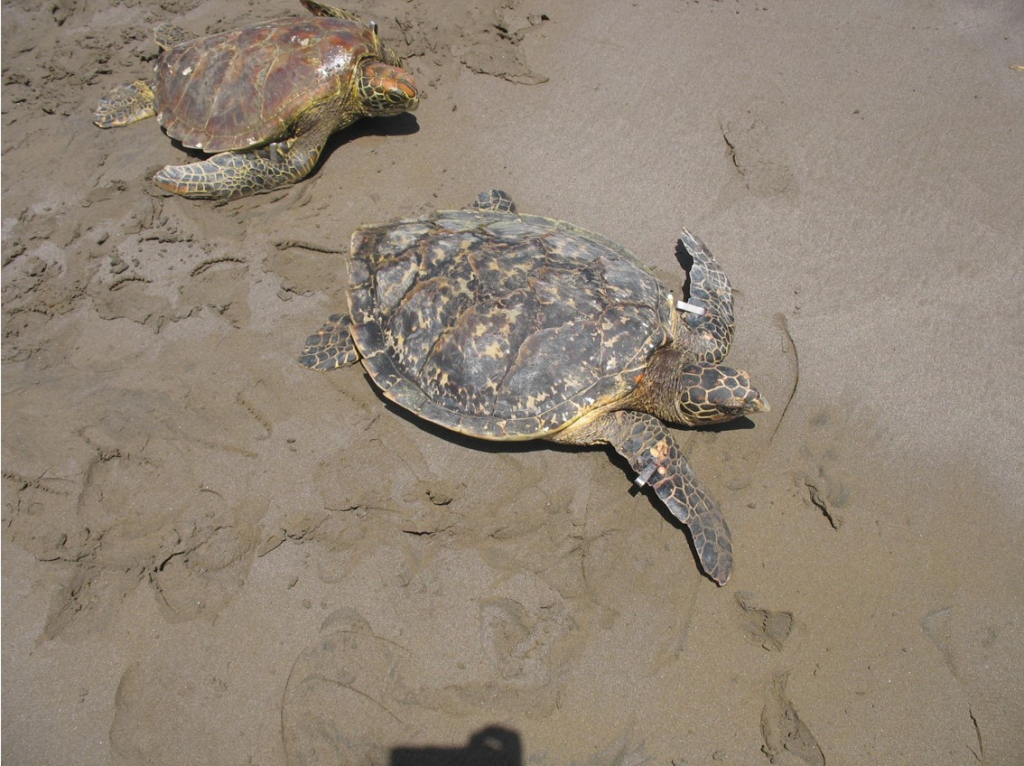 Two turtles display their metal flipper tags as they return to the water. The tags are numbered for future identification and tracking.