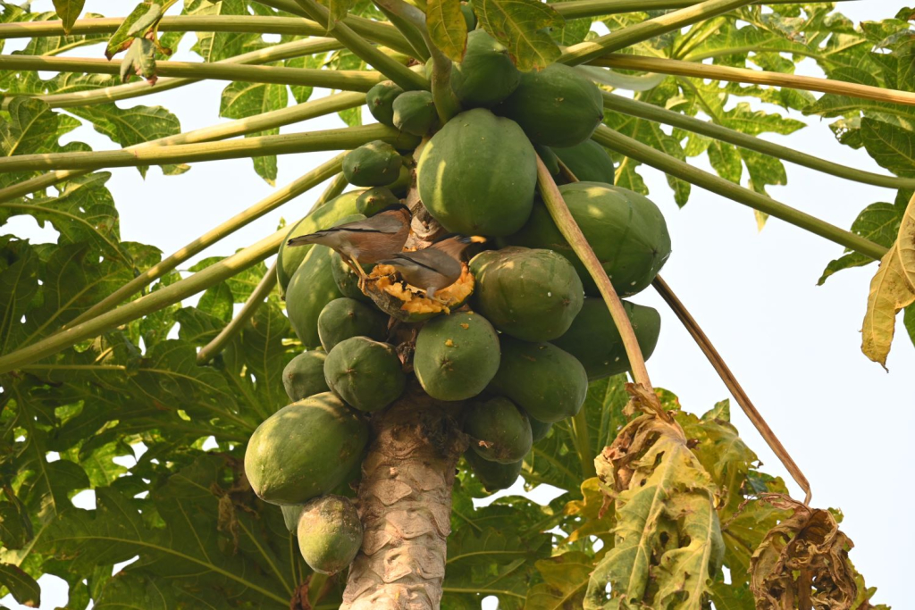 Myna birds on papaya tree
