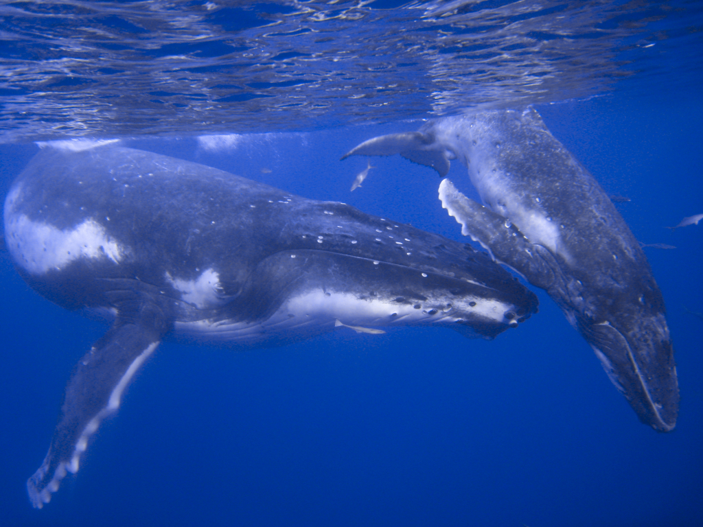 Credit - Niue Tourism Office